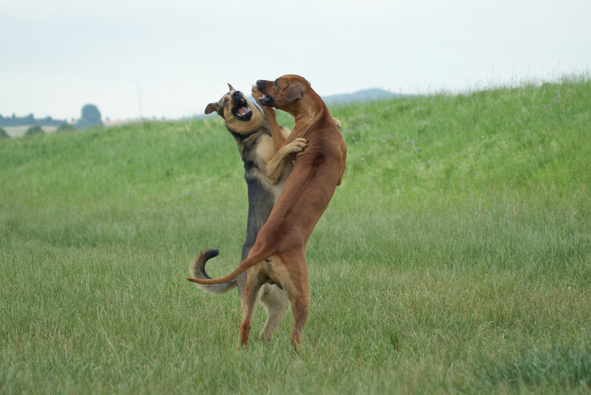 hier fehlt ein bild!