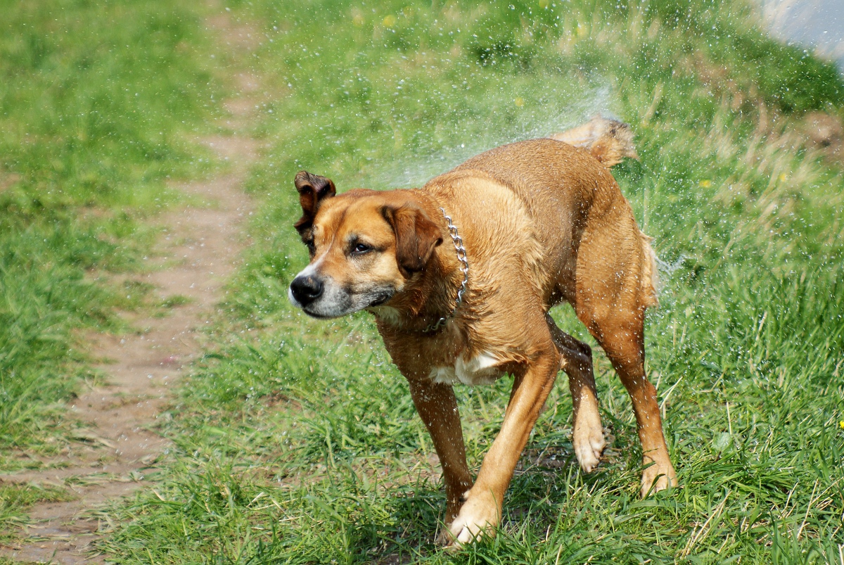 hier fehlt ein bild!