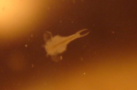 hier fehlt ein bild!