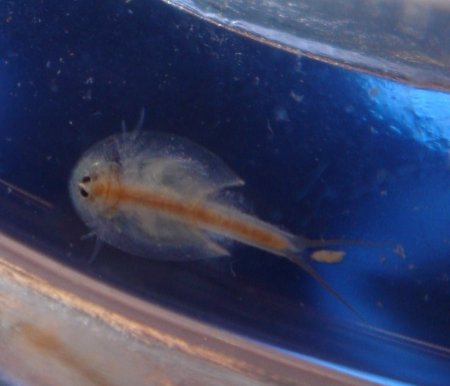 hier fehlt ein bild!