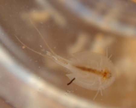 hier fehlt ein bild!