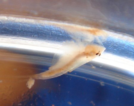 hier fehlt ein bild!