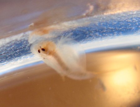 hier fehlt ein bild!