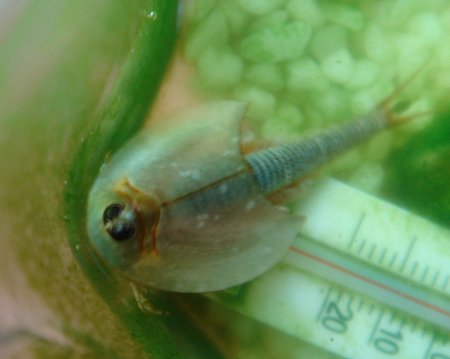 hier fehlt ein bild!